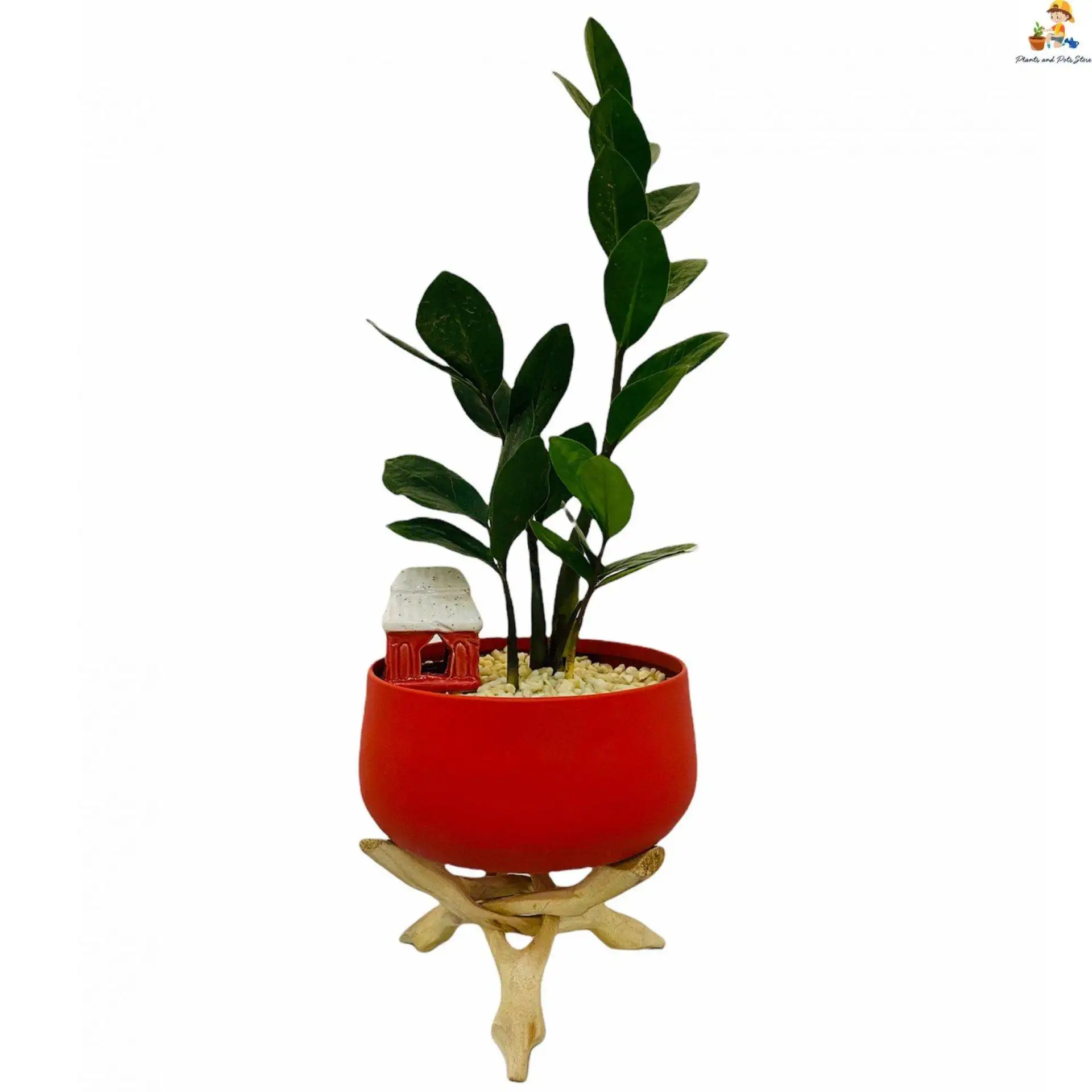 zamia-plant-wit-metal-pot-with