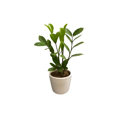 ceramic pot with plants for home decor