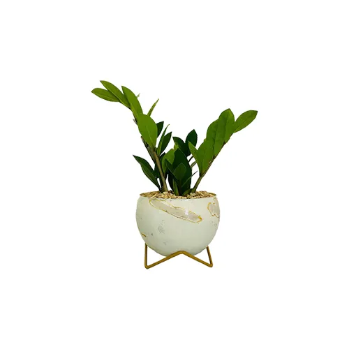 metal pot with stand with zamia plant - best indoor plant