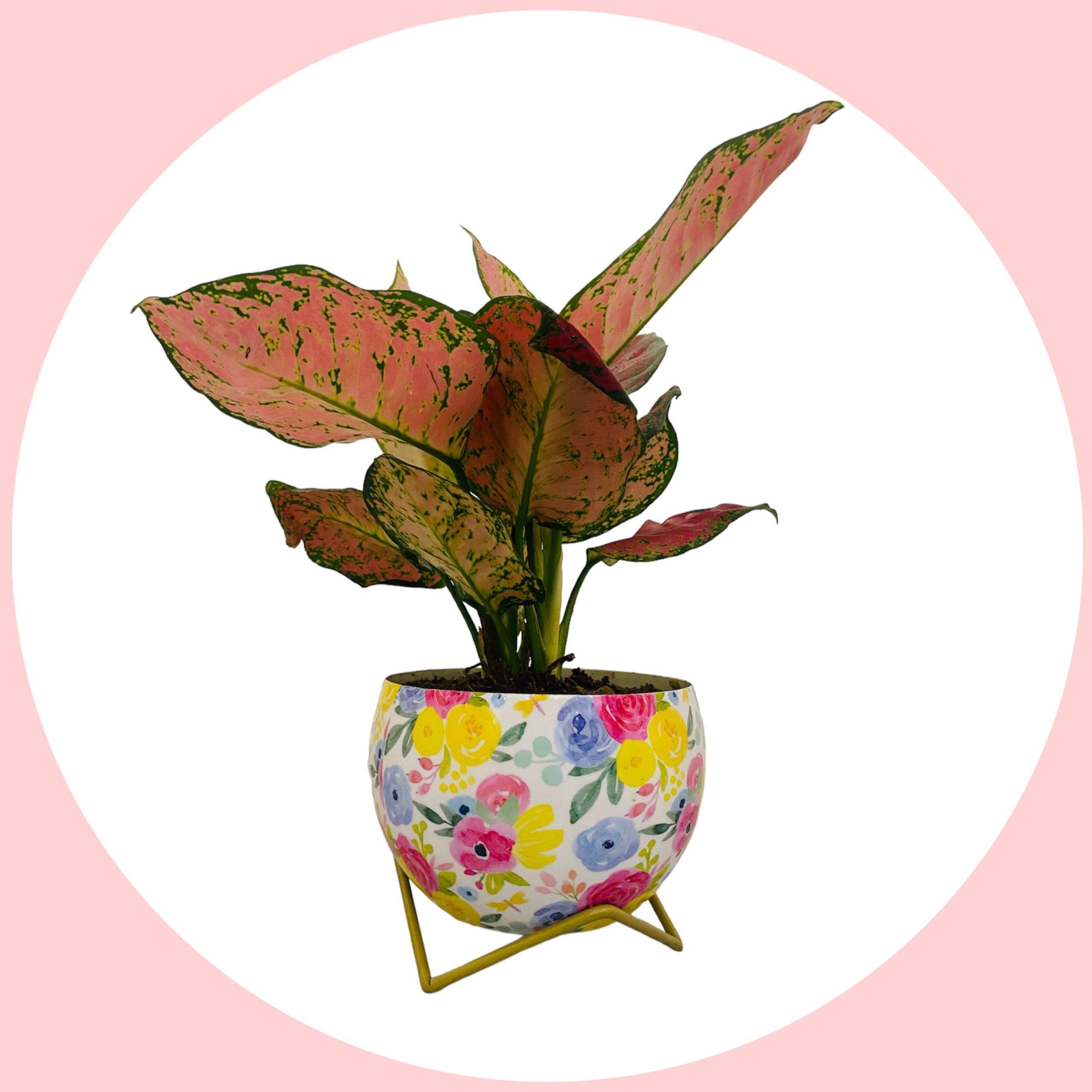 Aglaonema Valentine Pink with Metal Pot and Stand