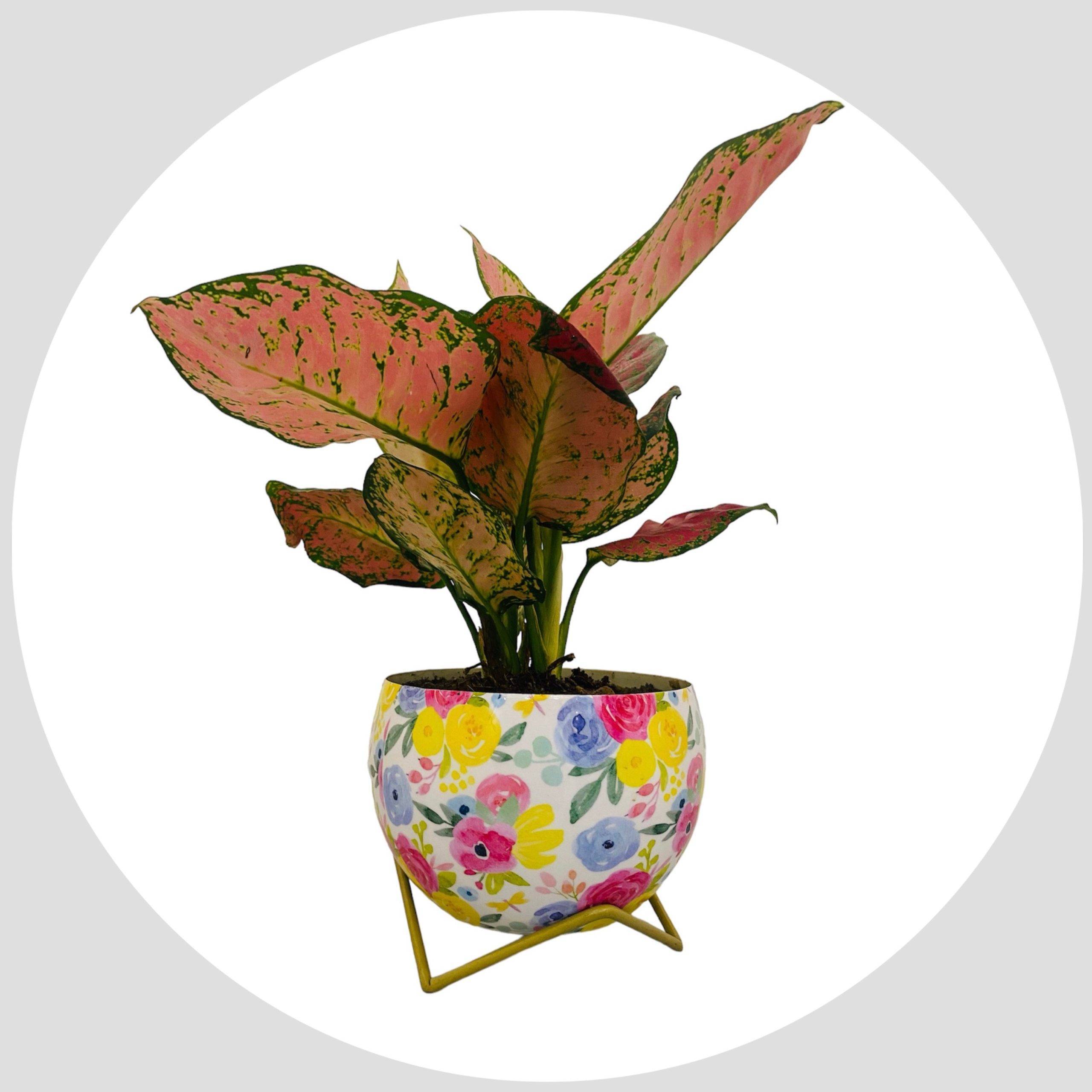 aglaonema-valentine-pink-with-metal-pot-and-stand