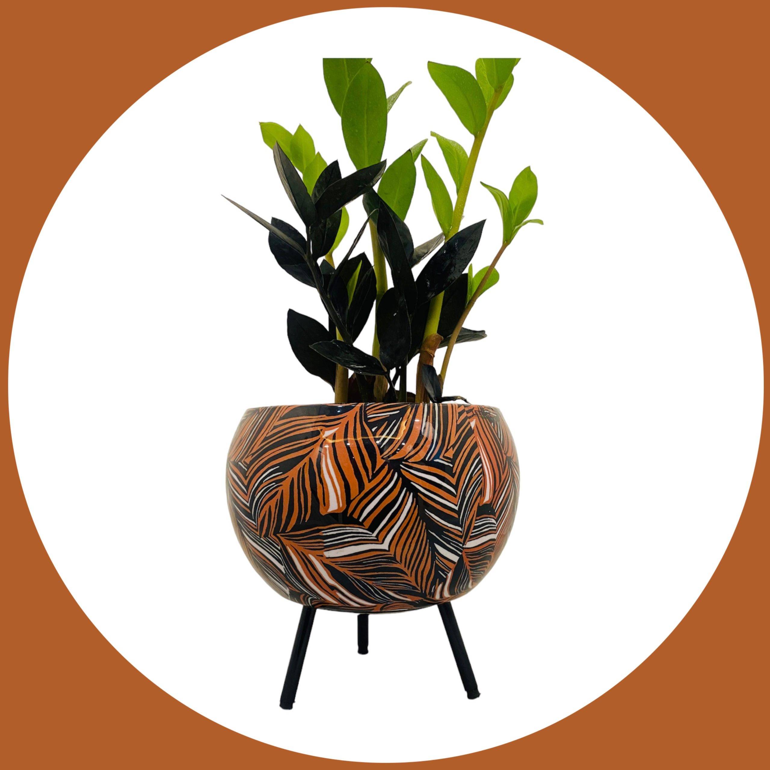 Best Indoor Plant as Zamia with Leaf Metal Pot with Tray