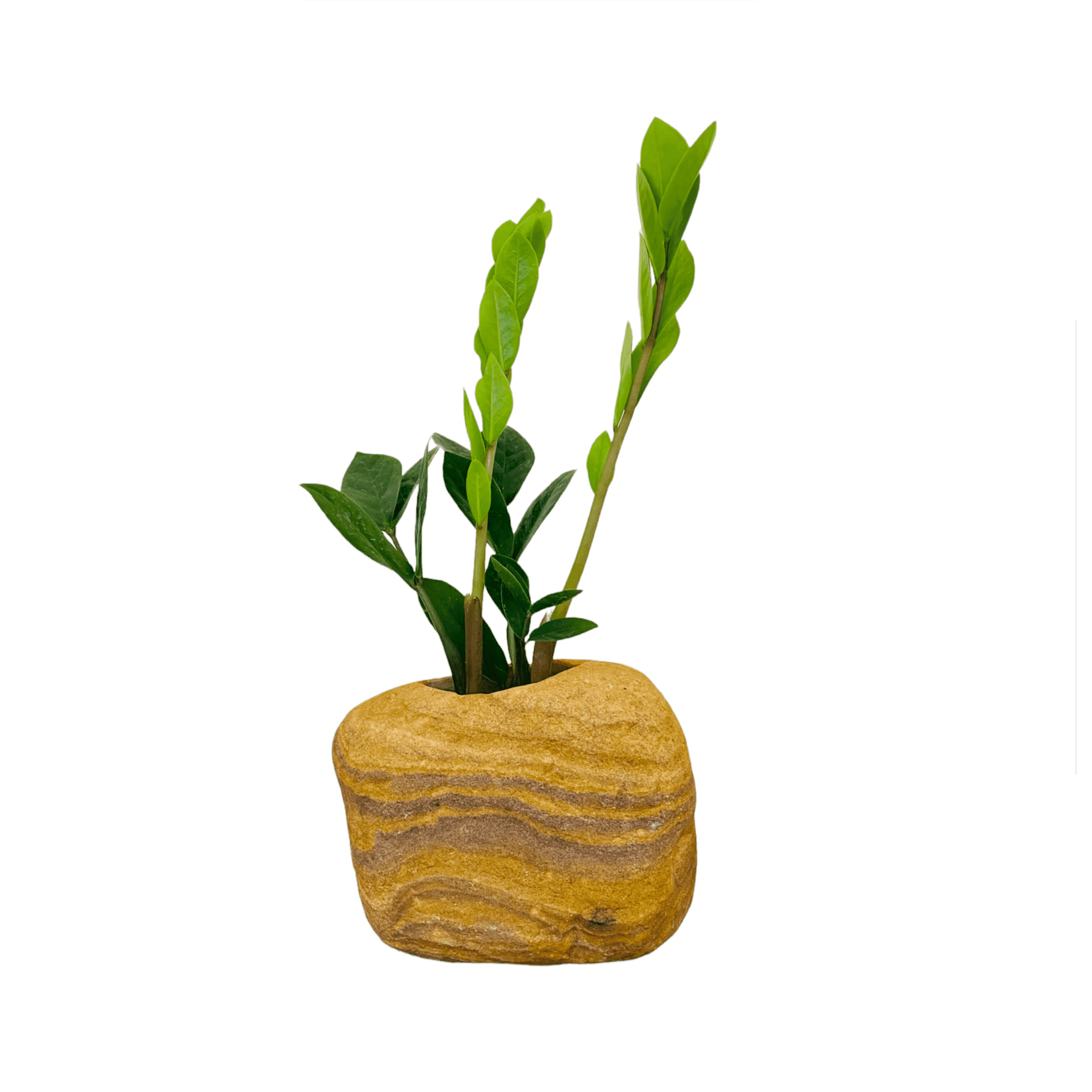 Stone Pot with Plants - Home Decor