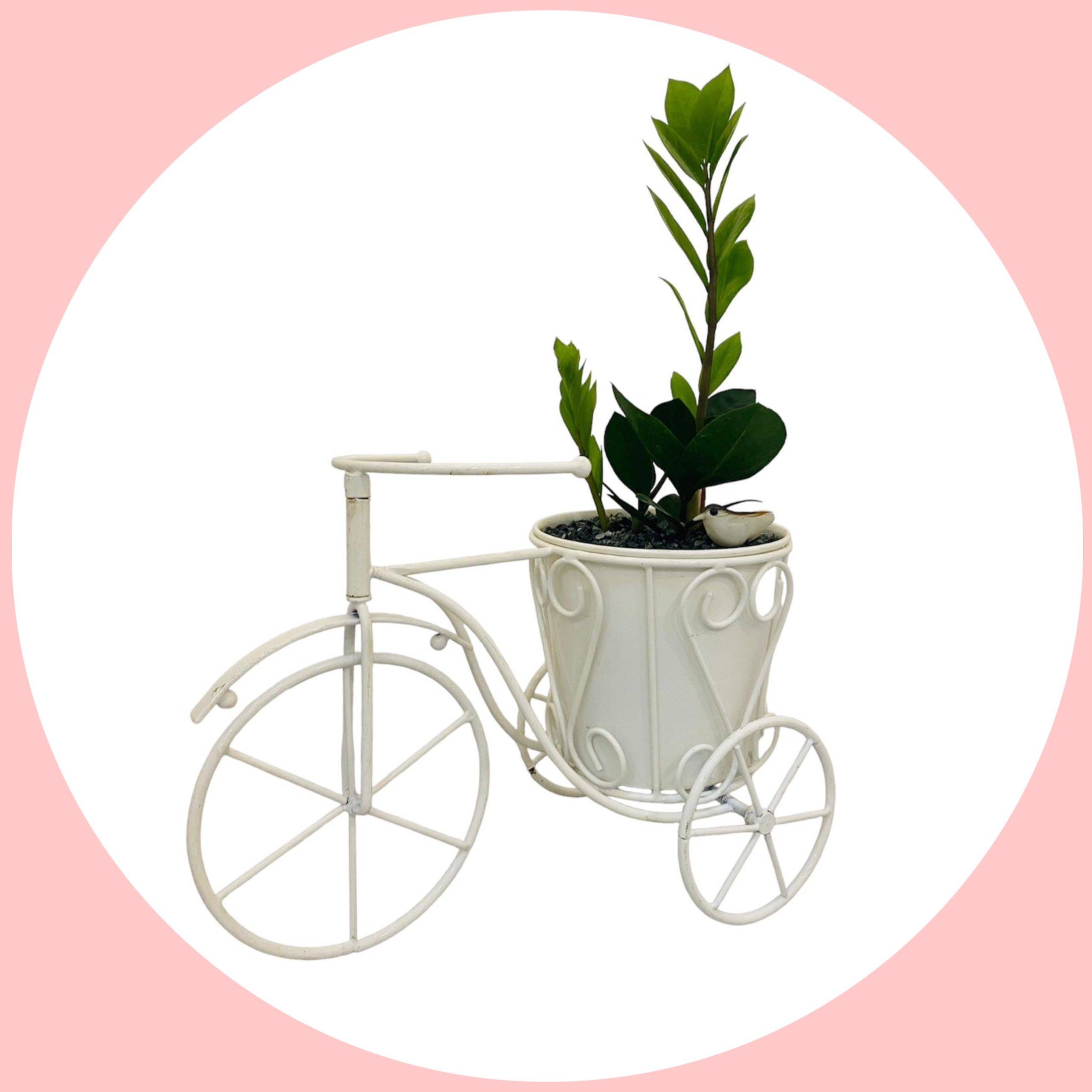 Best Indoor Zamia Indoor Plant With Metal Cycle Design