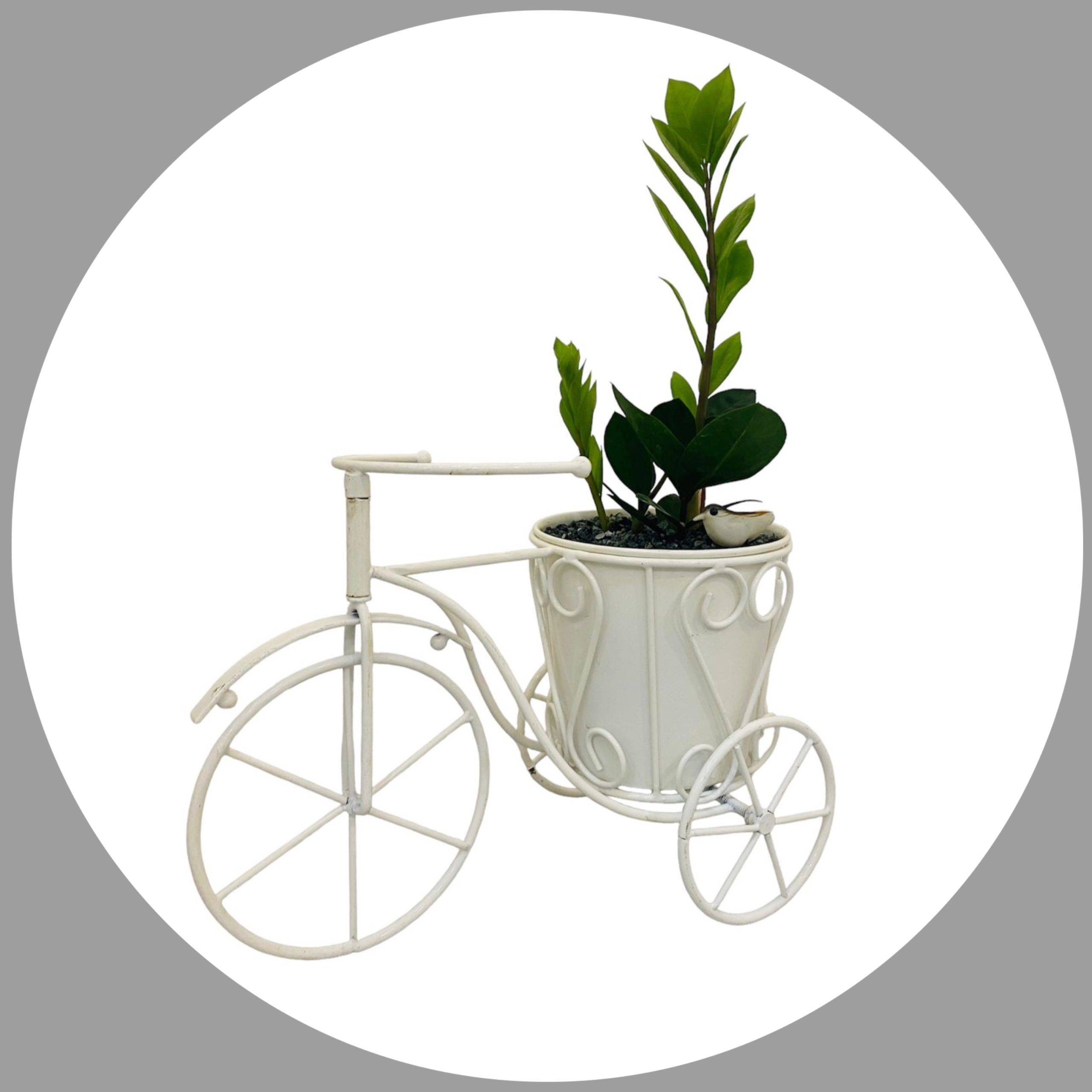 Best Indoor Zamia Indoor Plant With Metal Cycle Design