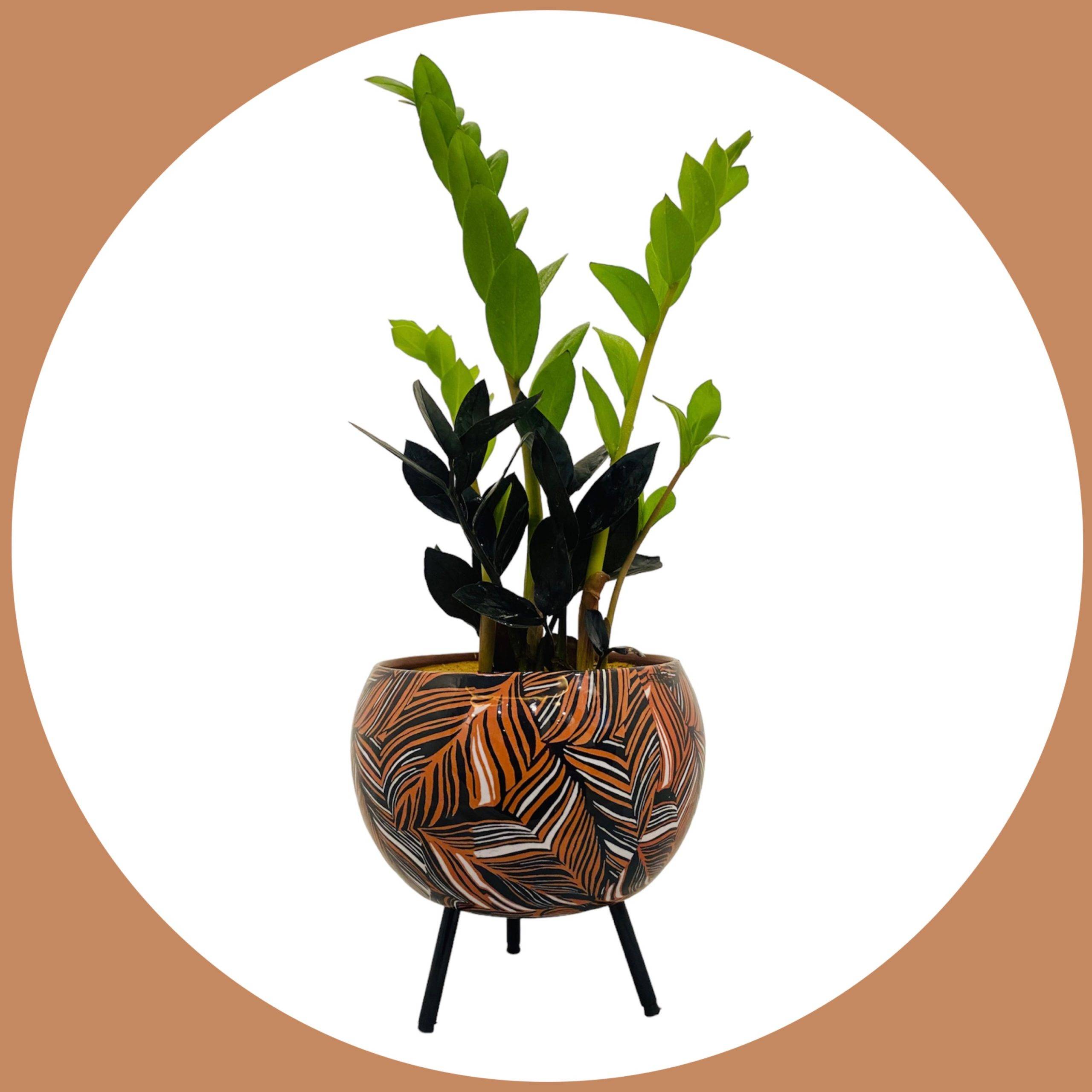 Zamia Plant - Indoor Plant with Low Maintenance